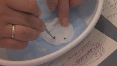 27 случаев укусов клещей зафиксировано с начала весны в Прибайкалье 