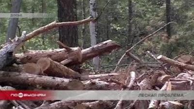 Власти Иркутской области и прокуратура объединятся для борьбы с нелегальными рубками леса