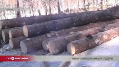 Более 70 миллионов рублей составил ущерб от вырубки леса в Тайшетском районе
