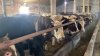 Первая волна вакцинации скота от узелкового дерматита завершается в Иркутской области