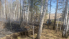 15 гектаров леса тушат сегодня в Зиминском районе
